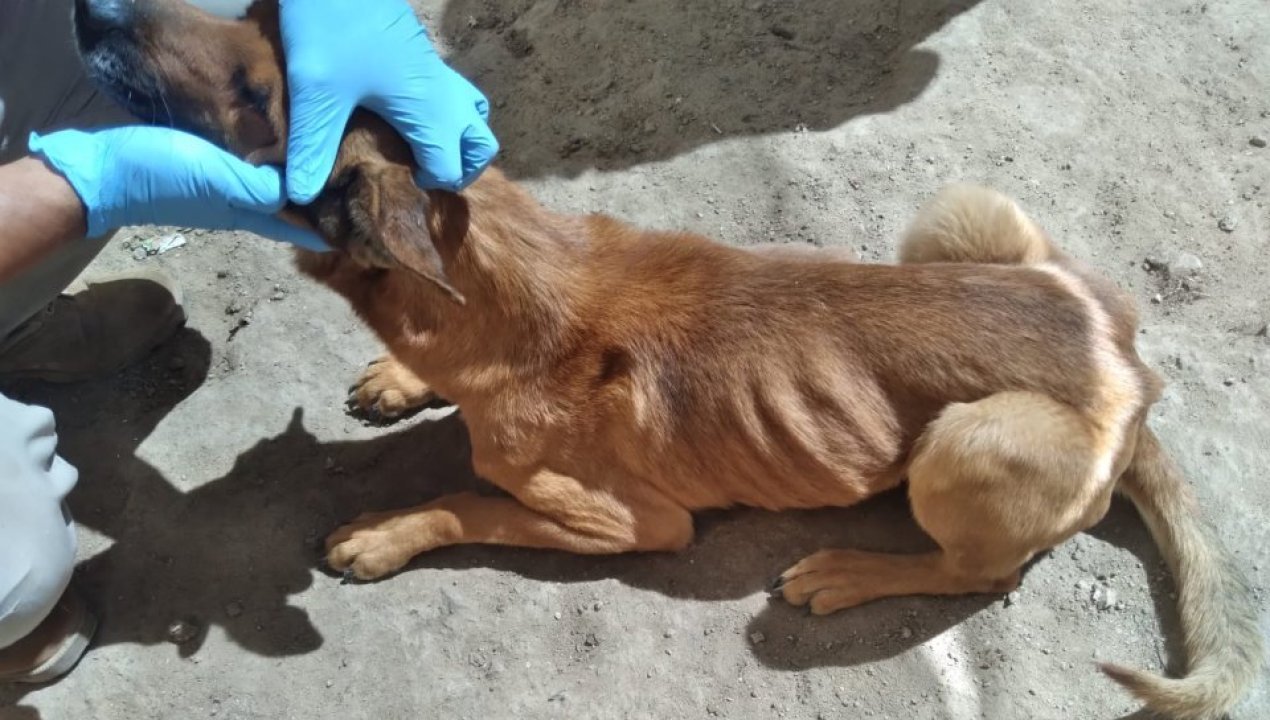 /detienen-a-mujer-por-su-presunta-responsabilidad-de-abandono-y-maltrato