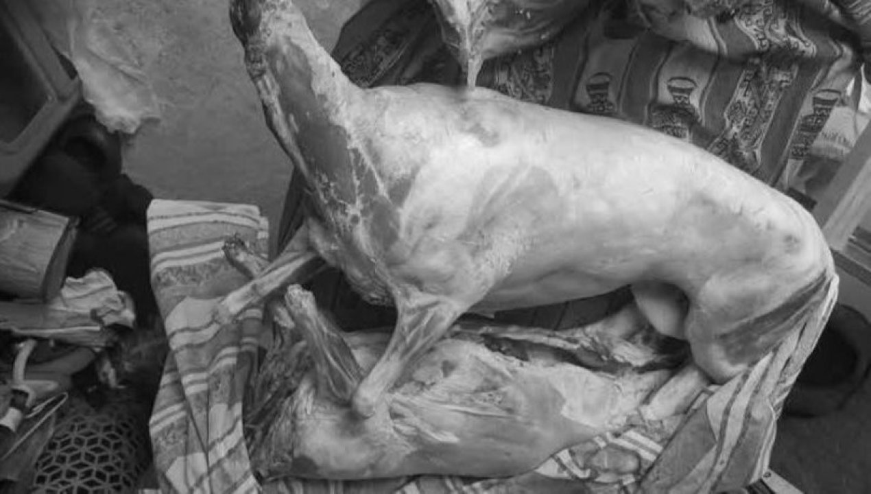 /local/grave-denuncia-por-posible-faenamiento-y-venta-de-perros-en-antofagasta