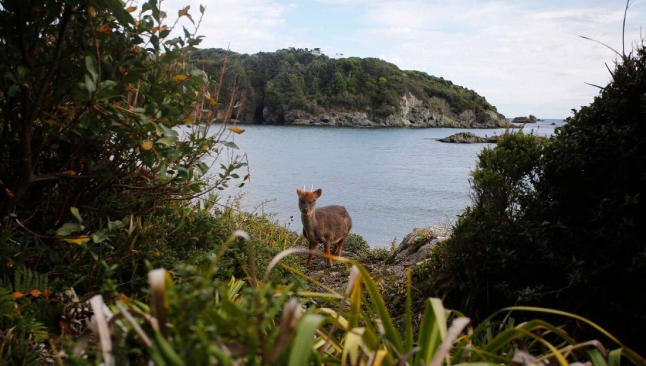 /regionales/region-del-biobio/rescatan-a-pudu-que-era-acechado-por-jauria-de-perros-en-nonguen