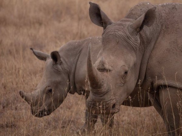 Con Inteligencia Artificial ayudan a rinocerontes a sobrevivir en África