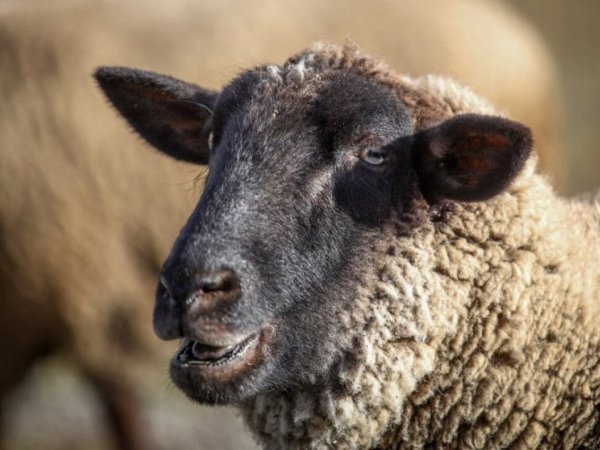 Nuevo ataque de perros deja a una decena de ovejas muertas en Quemchi