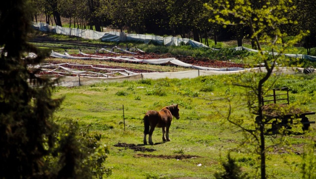 /regionales/region-de-valparaiso/sentencian-a-2-anos-de-carcel-a-hombre-por-maltratar-y-matar-a-potrillo-en