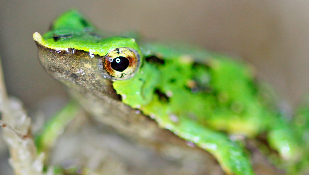 /actualidad/animales/fauna-chilena/ranitas-de-darwin-del-parque-tantauco-en-peligro-por-grave-enfermedad