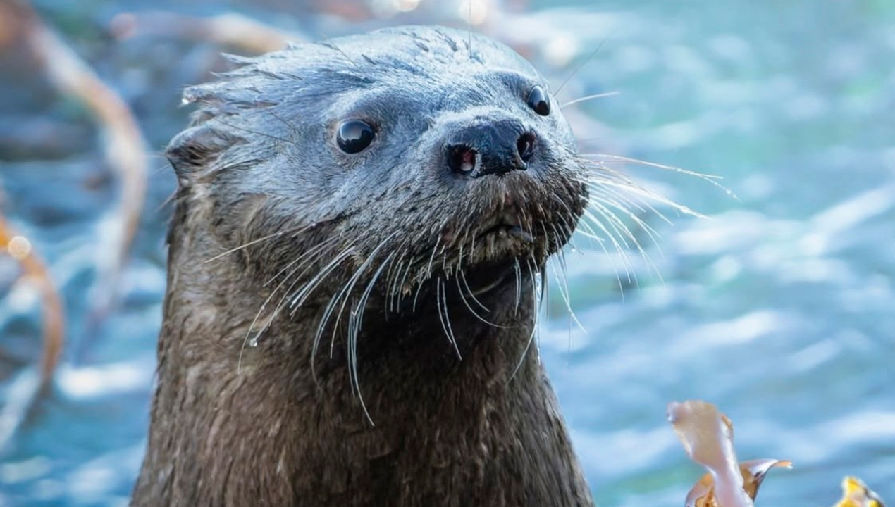 /actualidad/animales/proteccion-animal/huillin-y-chungungo-nutrias-endemicas-de-chile-bajo-seria-amenaza-de