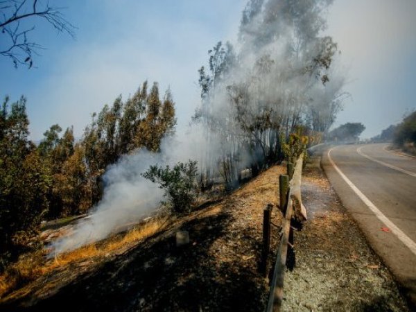 Chile enfrenta nueve incendios forestales activos: Maule y O’Higgins concentran las emergencias más complejas