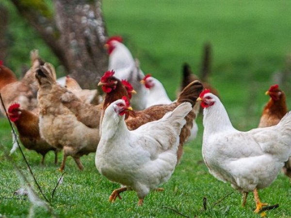 SAG refuerza vigilancia por brotes de influenza aviar en Argentina y Uruguay