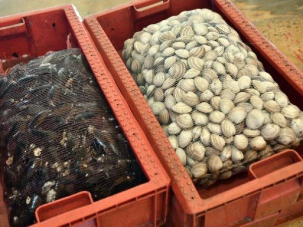 El Instituto de Salud Pública reforzó el llamado a prevenir intoxicaciones por marea roja durante Semana Santa