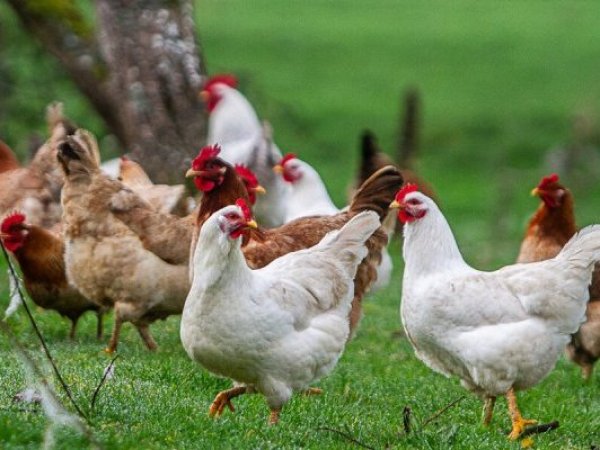 Chile recupera condición de país libre de influenza aviar en aves de corral