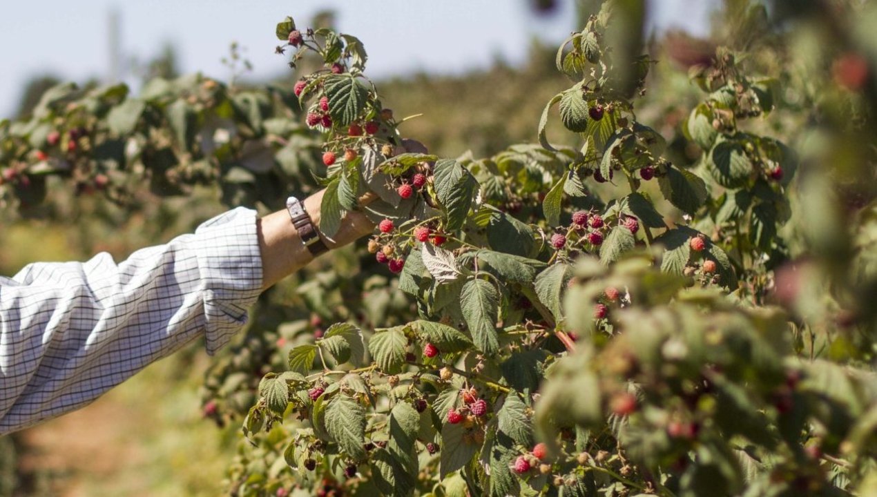 /actualidad/cuenta-publica-minagri-ejecutivo-fija-prioridades-para-la-cartera-con-enfasis-en-desarrollo-agricola