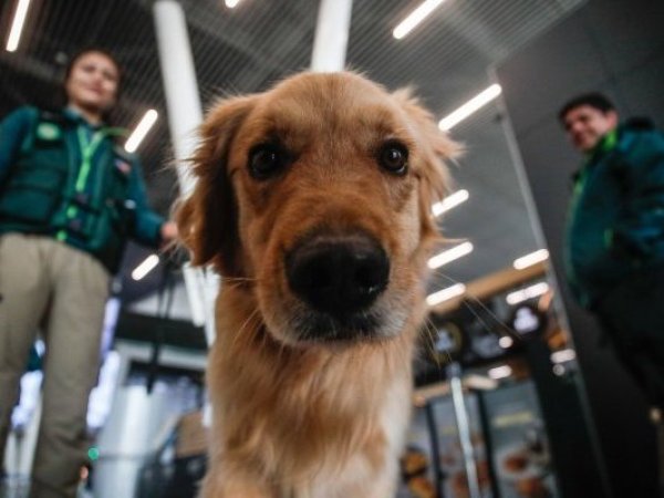 SAG exigirá microchip o tatuaje para el ingreso de perros y gatos a Chile