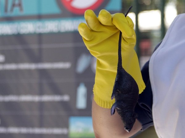Autoridades llaman al cuidado por virus hanta: remoción de masas propiciaría presencia de roedores