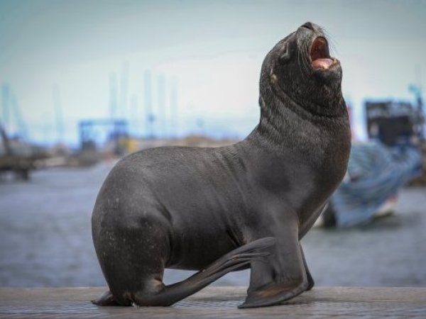 Subsecretaría de Pesca evalúa la caza autorizada de lobos marinos