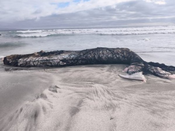 Investigan muerte de una ballena jorobada y ataques a lobos marinos en Antofagasta