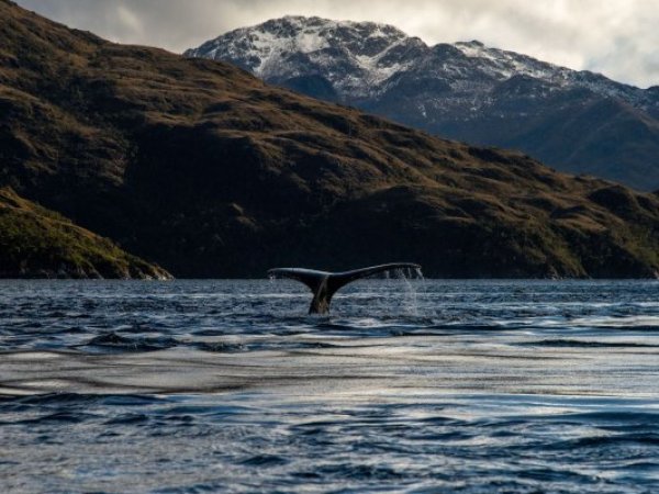 Comunidad Kawésqar y Greenpeace en alerta por amenazas a ballenas
