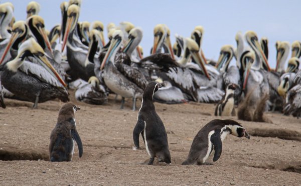 57 pingüinos fueron encontrados muertos en la región del Maule