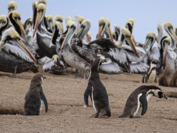 57 pingüinos fueron encontrados muertos en la región del Maule