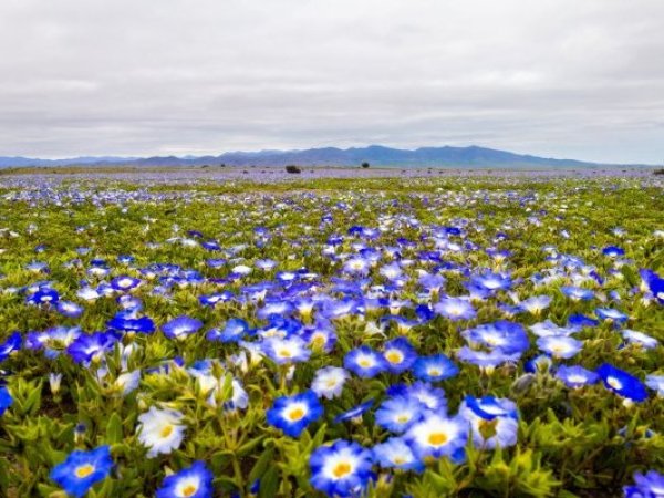 Cancelan polémico evento de electrónica en el Desierto Florido