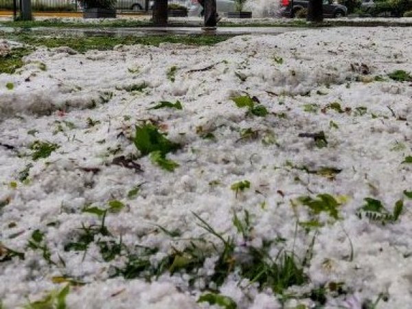 Tras intensas granizadas: SNA advierte posibles alzas de costos tras daños en cultivos